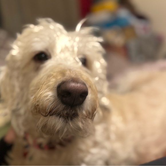 Meet your Posher, Gaby - Picture 1 of 1